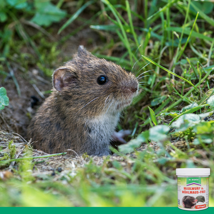 Sans taupe ni campagnol : expulsion réussie