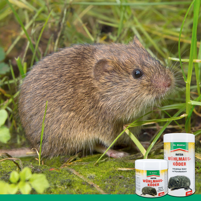 Appât pour campagnols Ratzia : Appât efficace pour campagnols à base de carottes