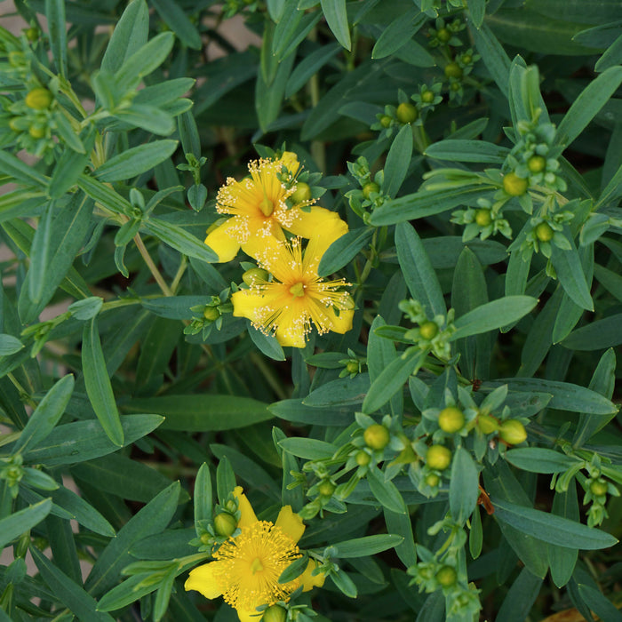 Johanniskraut 'Cobalt-n-Gold'® - niedriger Strauch, silbergrünes Laub, goldgelbe Blüten (Jul-Sep), Höhe ca. 40-50 cm