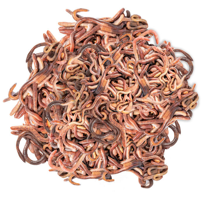 Kompostwürmer - Lebende Würmer Mix - Effektive Kompostbeschleuniger für Wurmkiste, Wurmkomposter, Schnellkomposter, Komposter