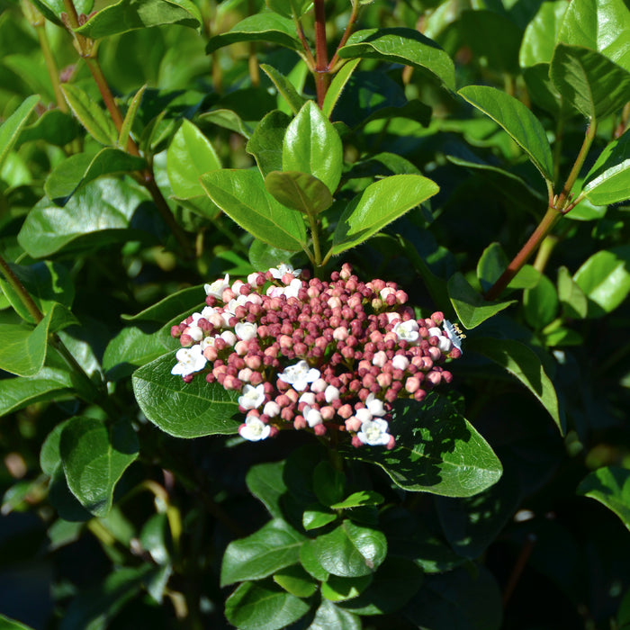 Mittelmeer-Schneeball 'Eve Price' - Kompakter Wuchs, von März bis April weiße bis hellrosafarbene Blüten, 40-60 cm groß