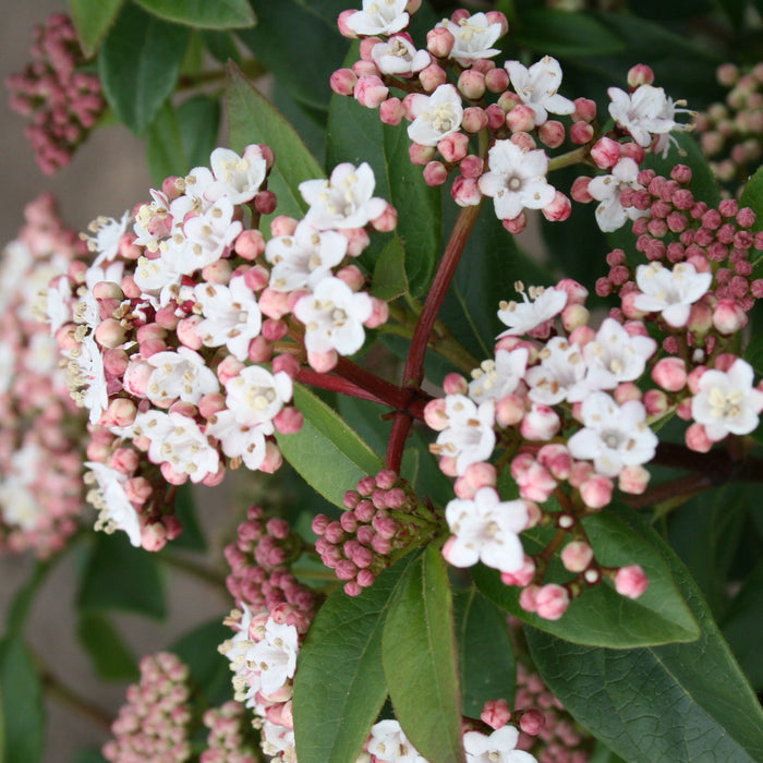 Mittelmeer-Schneeball 'Eve Price' - Kompakter Wuchs, von März bis April weiße bis hellrosafarbene Blüten, 40-60 cm groß