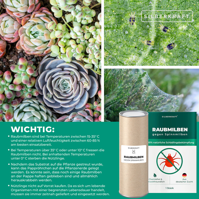 Raubmilben gegen Spinnmilben an Grünpflanzen
