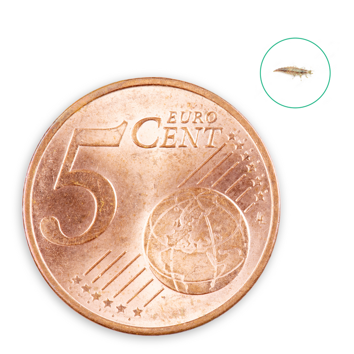 Florfliegenlarven gegen Blattläuse, Spinnmilben, Thripse, weiße Fliegen