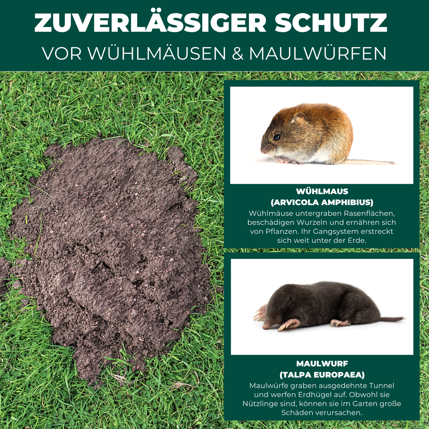 Silberkraft Wühlmaus & Maulwurf Vertreiber – Zuverlässiger Schutz vor Wühlmäusen (Arvicola amphibius) und Maulwürfen (Talpa europaea). Verhindert Schäden an Rasenflächen durch unterirdische Gangsysteme und Maulwurfshügel.