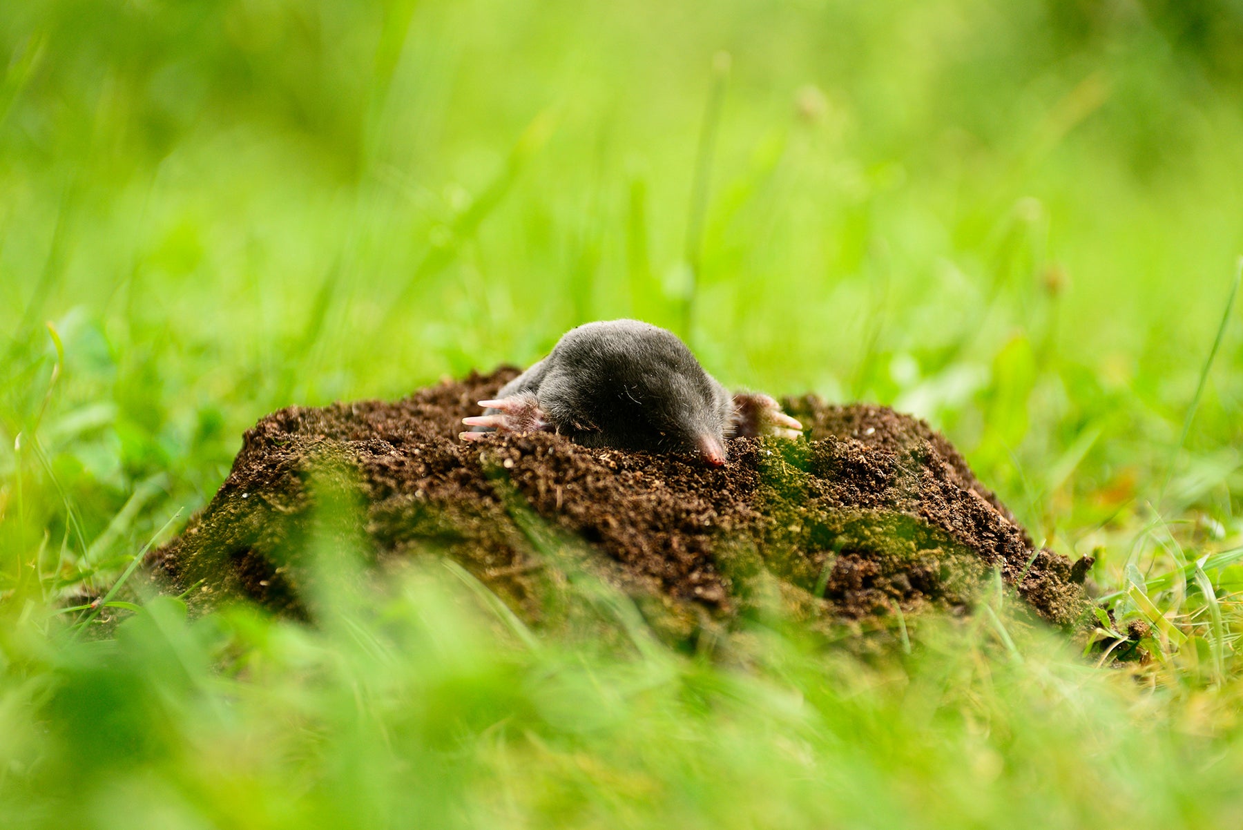 Wühlmaus im Garten erkennen und entfernen