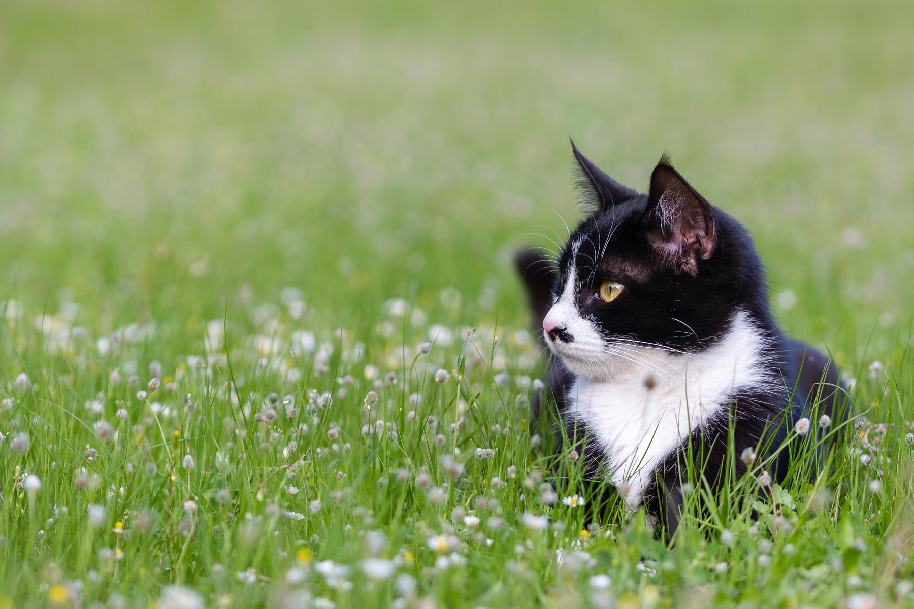 Eine Katze liegt im Gras