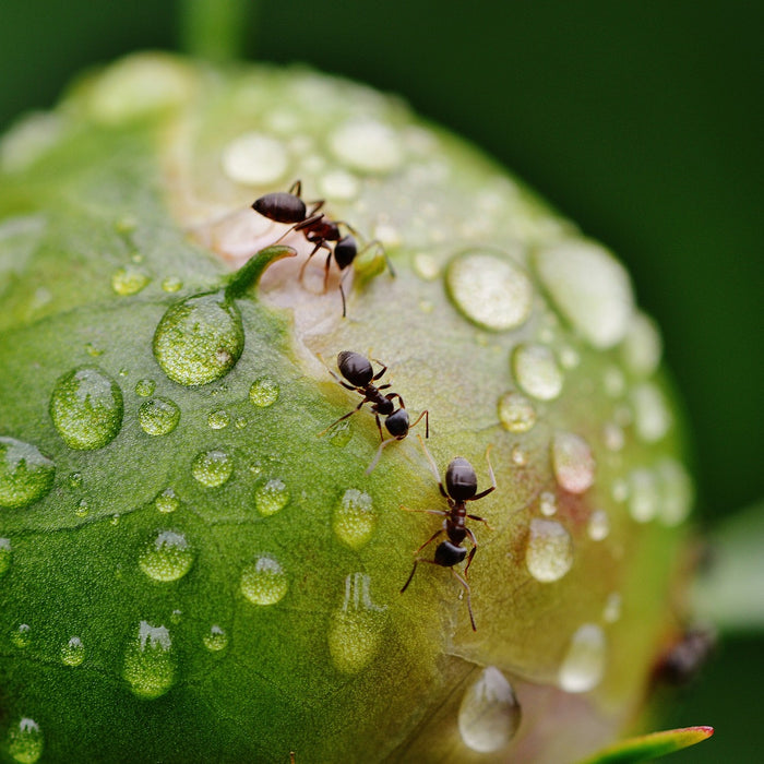 Ameisen auf einer Blütenknospe. Ameisen abwehren
