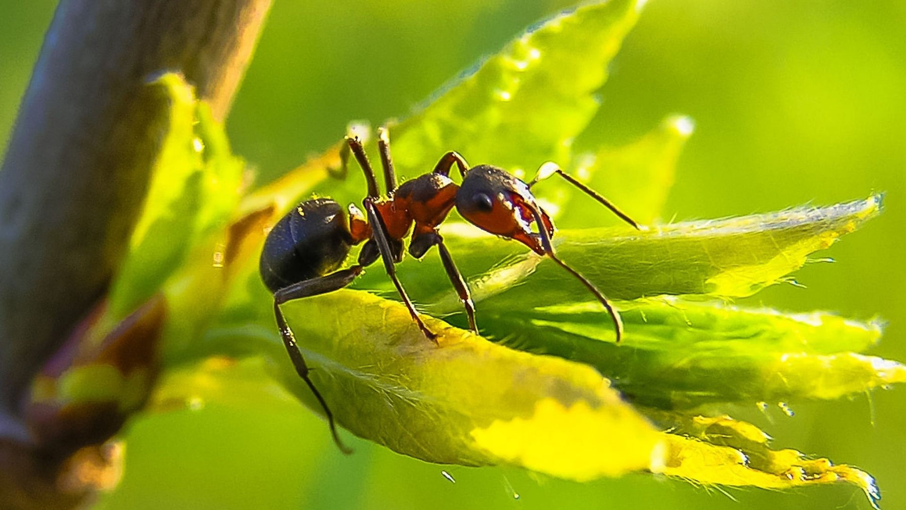 Eine Ameise sitzt auf einem grünen Blatt