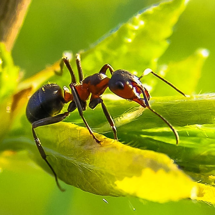 Eine Ameise sitzt auf einem grünen Blatt