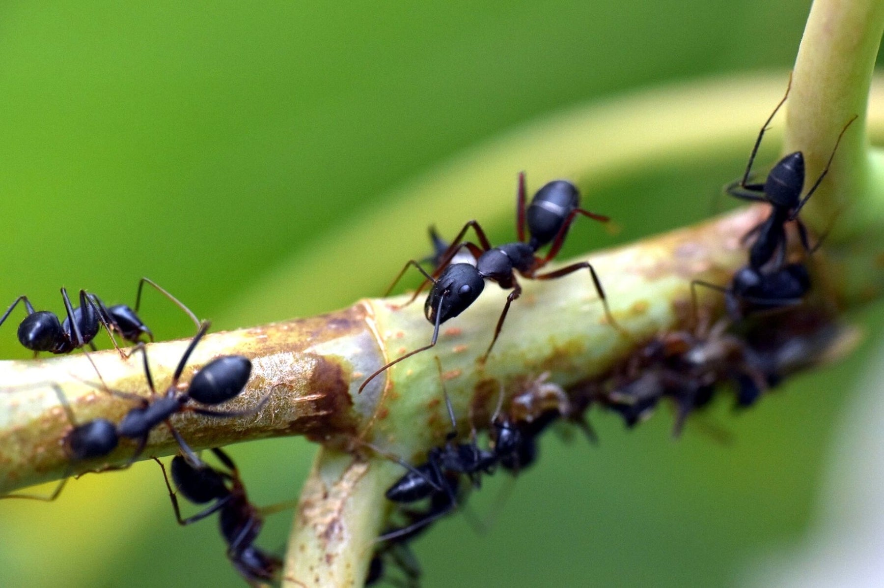 Viele Ameisen an einem Ast