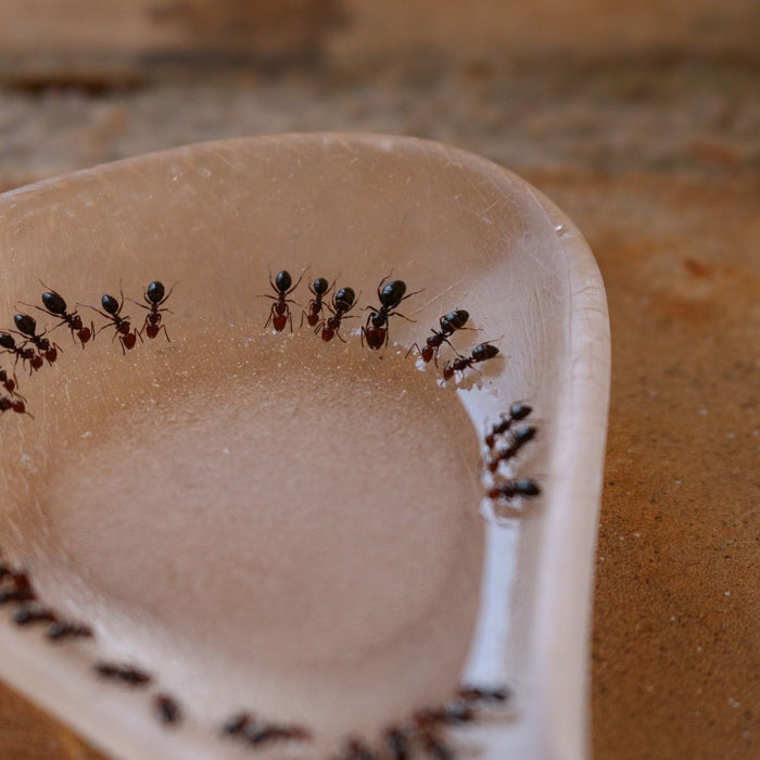 Ameisen bekämpfen mit Ameisenködern