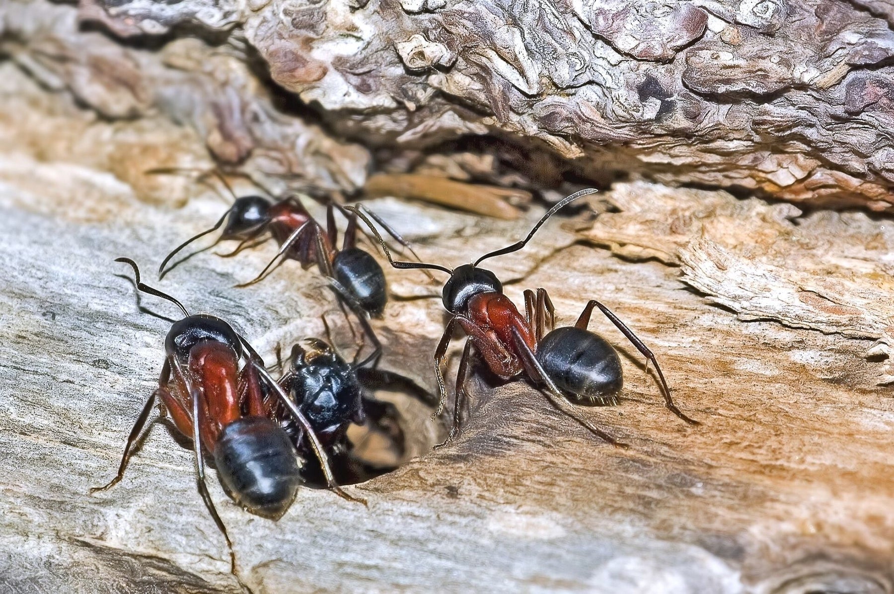 Mehrere Ameisen krabbeln aus einem Loch im Ast