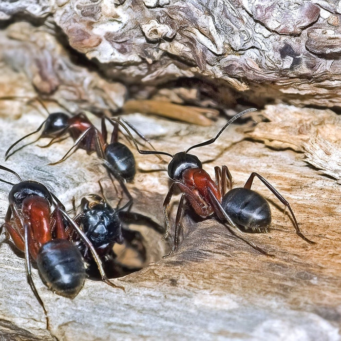Mehrere Ameisen krabbeln aus einem Loch im Ast