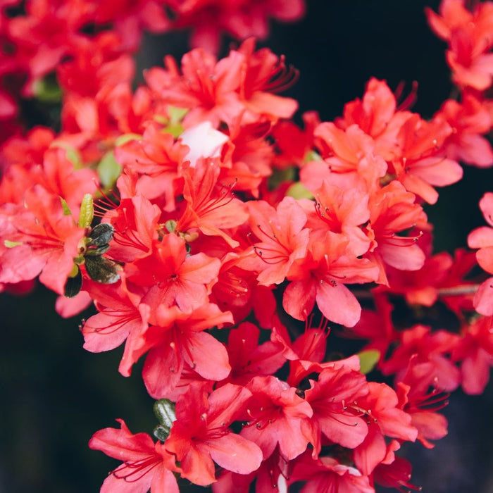 Blüten eines Rhododendron_Dickmaulrüssler Larven