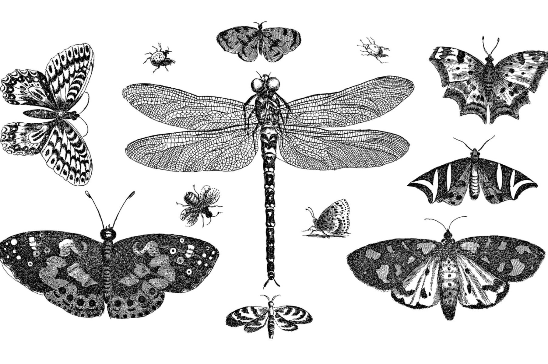 Zeichnungen von verschiedenen Insekten