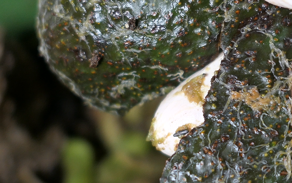 Kleine weiße Würmer in der Wurmkiste Enchyträen Weißwürmer in der Wu — Silberkraft