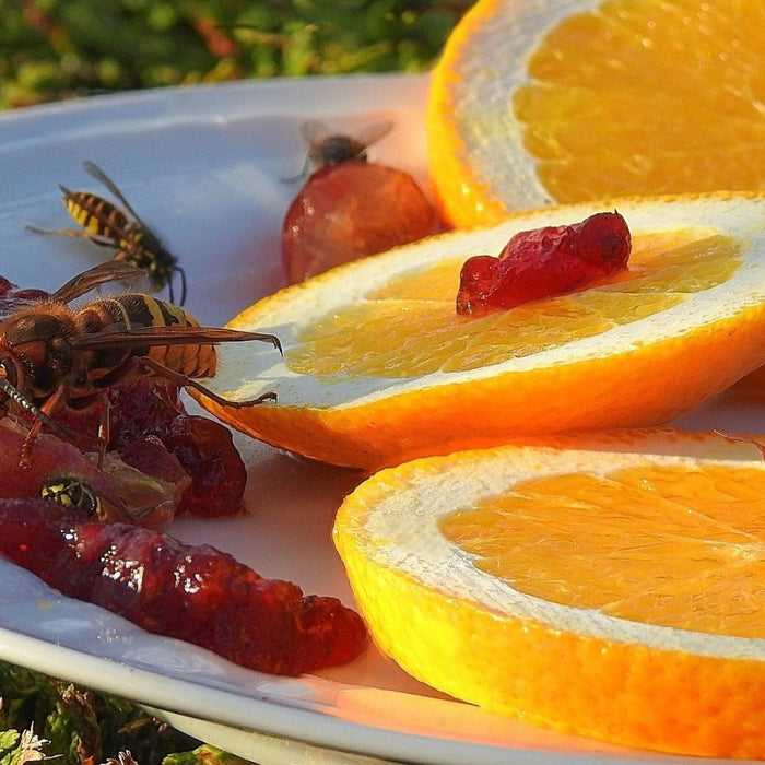 Wespen auf einem Teller fressen Obst und Marmelade