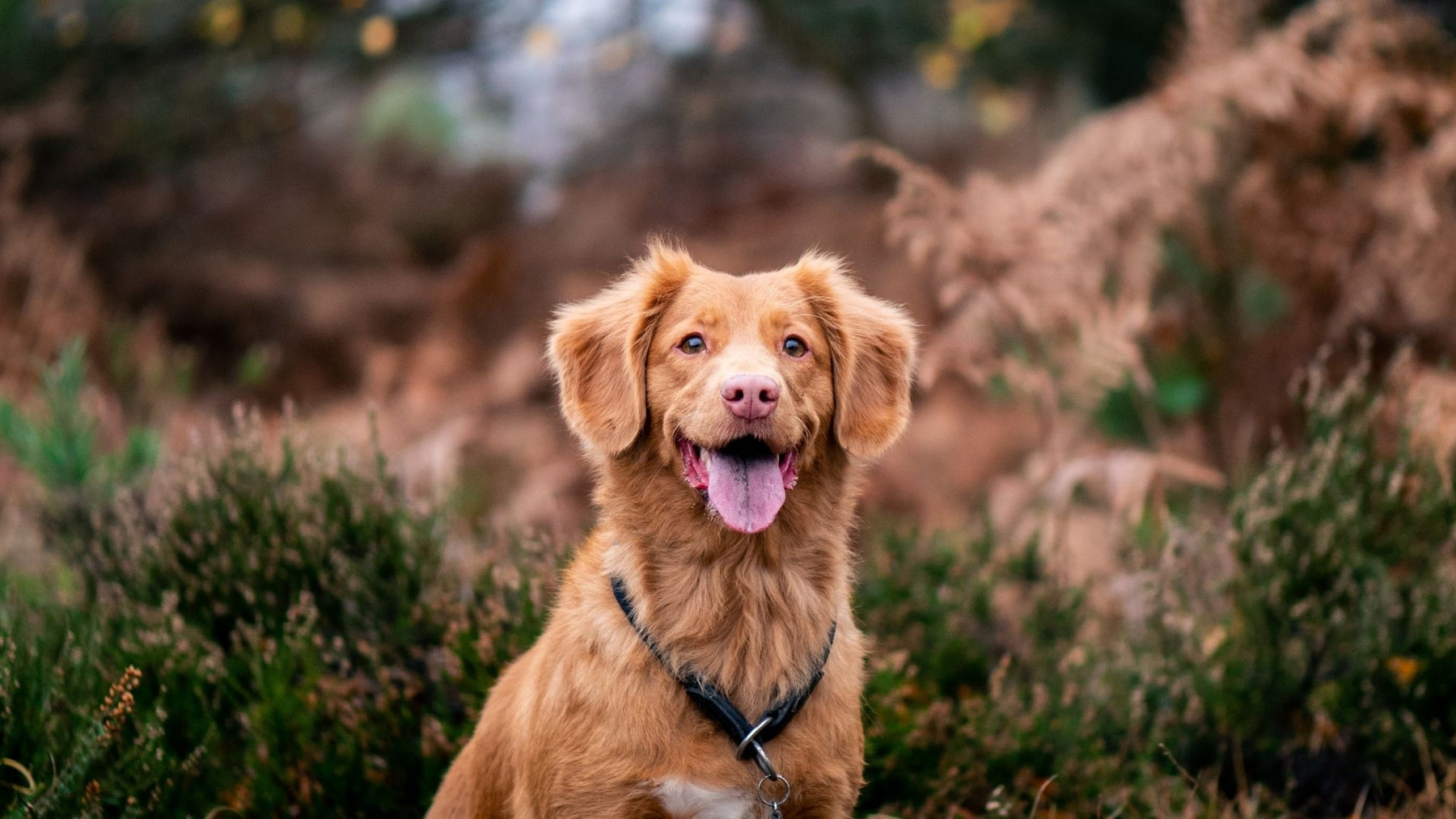 Ein hechelnder brauner Hund im Freien