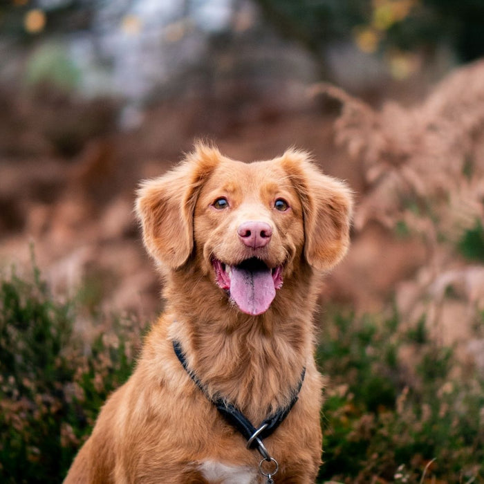 Ein hechelnder brauner Hund im Freien