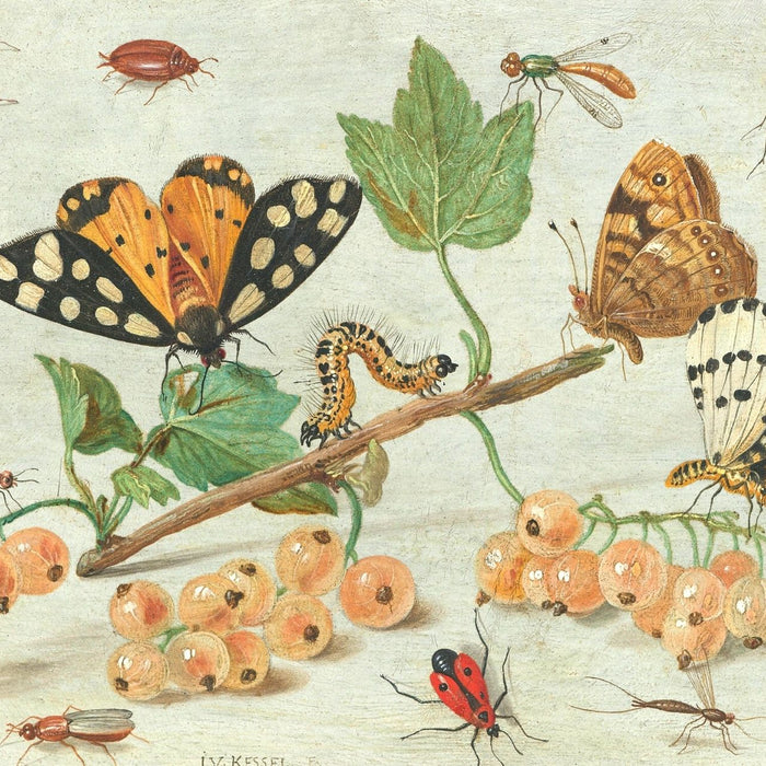 Zeichnung von verschiedenen Insekten
