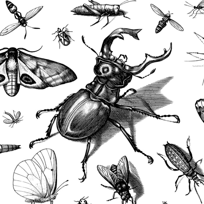 Skizzen von verschiedenen Käfern