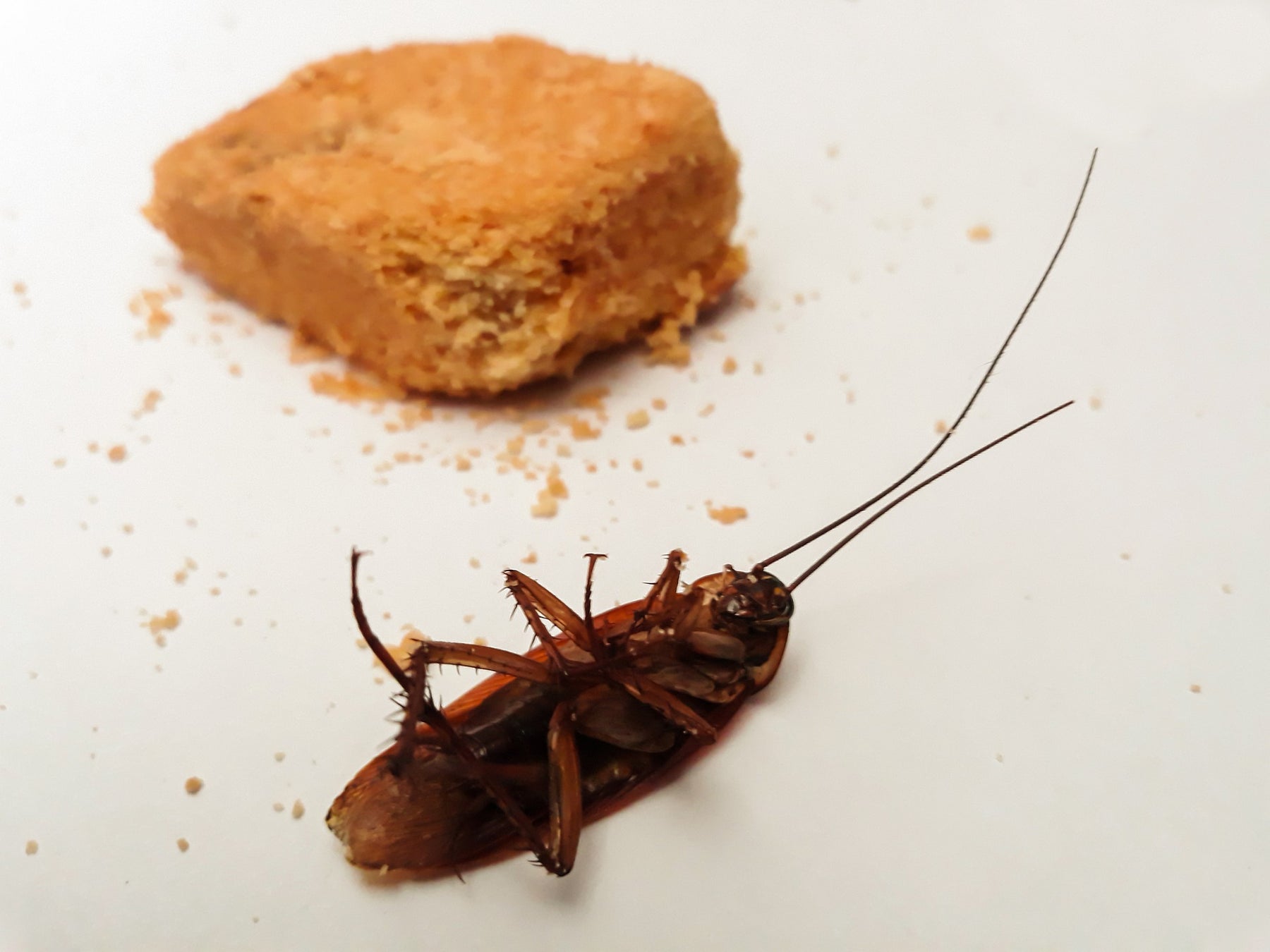 Eine tote Kakerlake und neben ihr ein Stück Brot