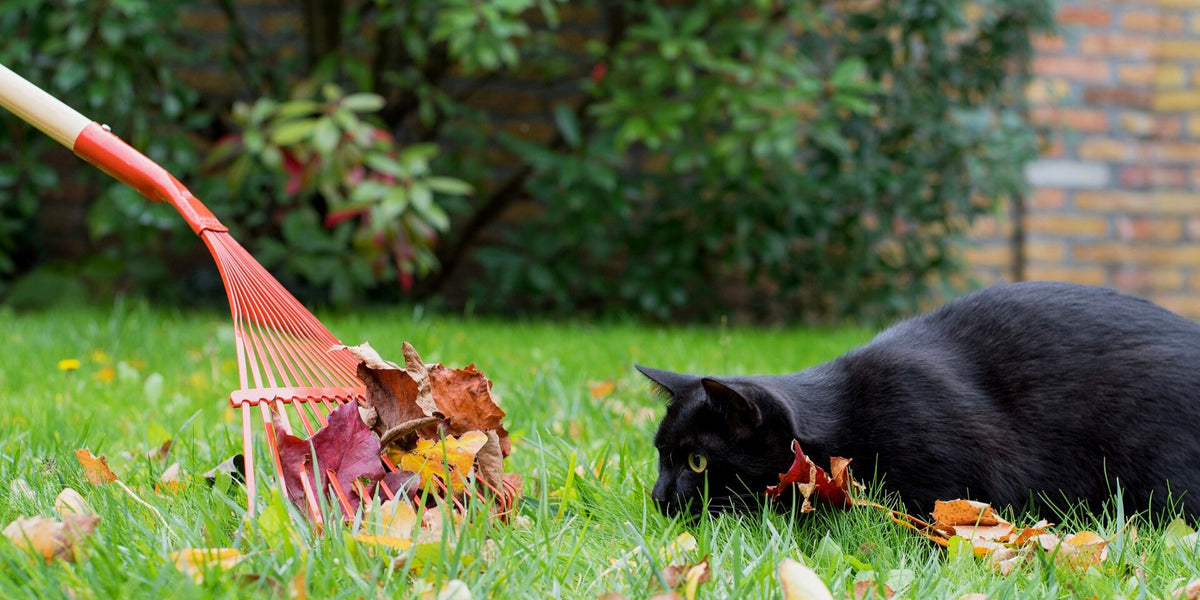 Den Garten katzensicher machen Katzenabwehr im Garten leicht gemacht
