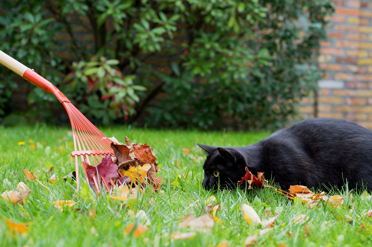 Katzenabwehr: Katzen vertreiben aus Haus & Garten