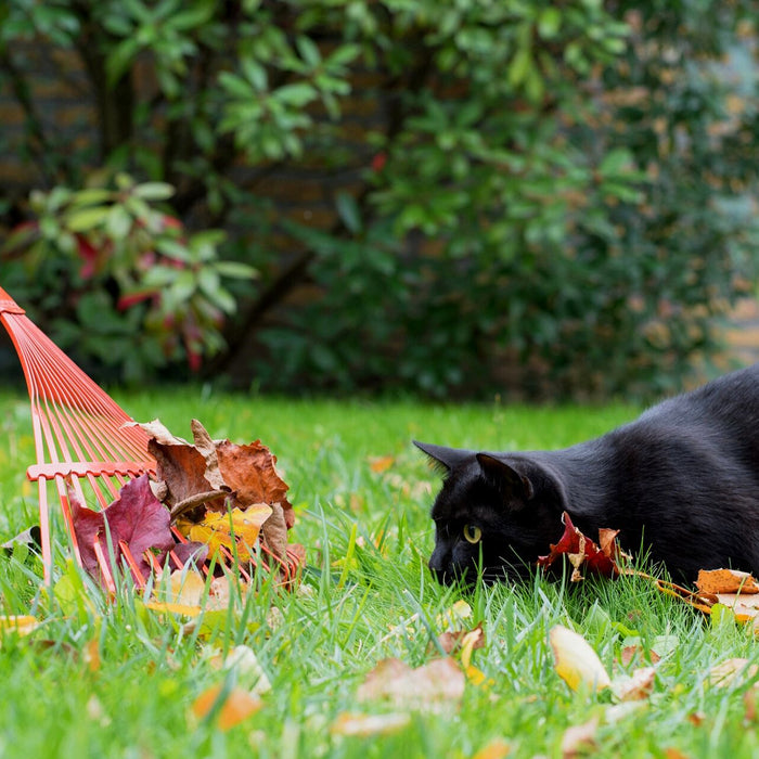 Den Garten katzensicher machen - Katzenabwehr im Garten leicht gemacht!