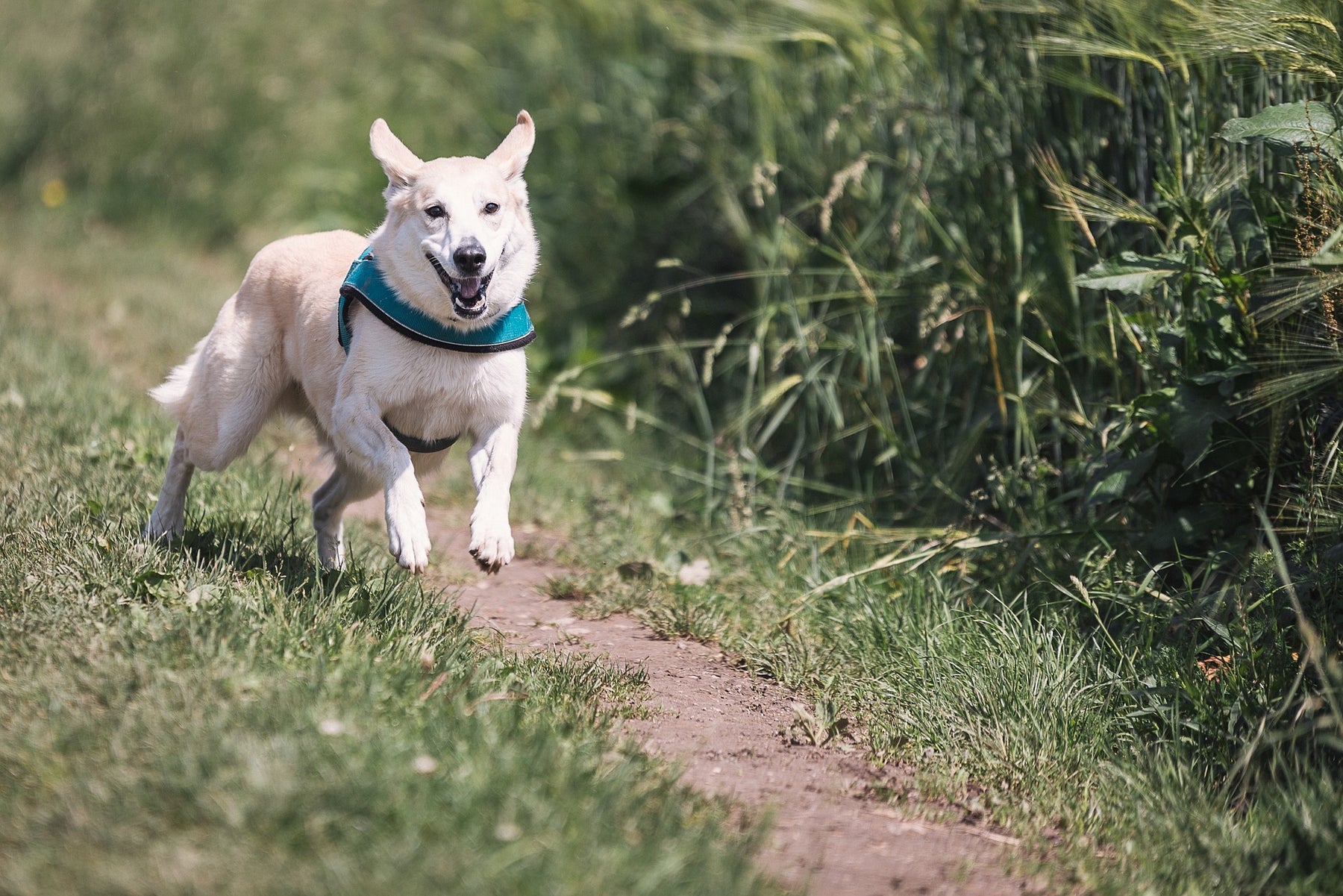 Hund rennt über einen Feldweg