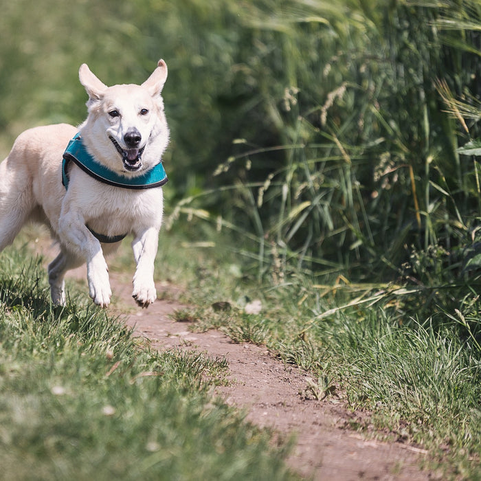 Hund rennt über einen Feldweg