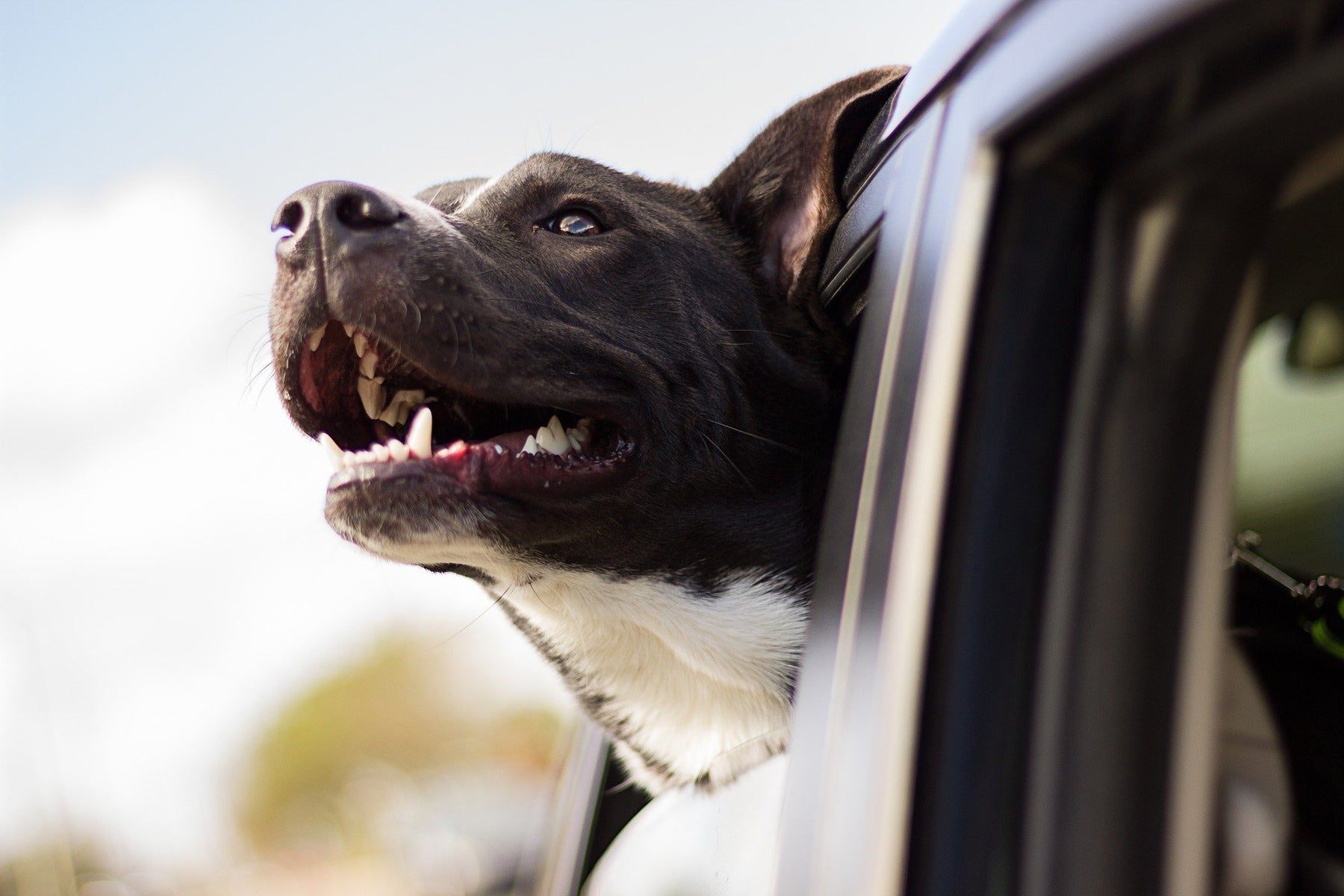 Glücklicher Hund schaut aus Autofenster