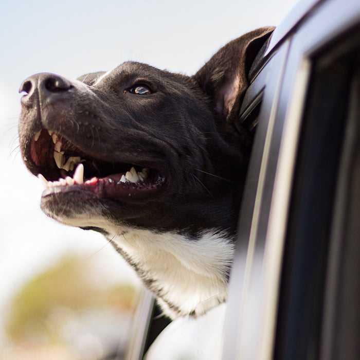 Glücklicher Hund schaut aus Autofenster