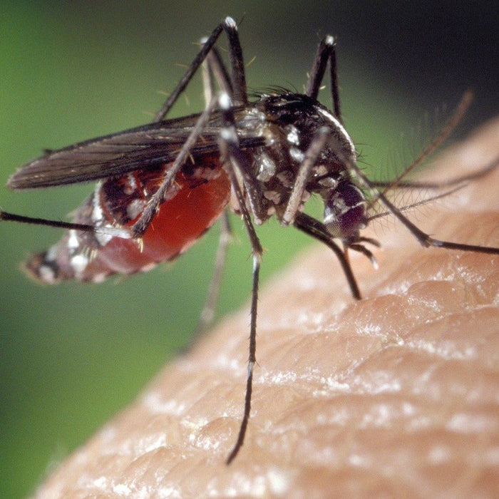 Ein Mückenweibchen sticht einen Menschen in die Haut