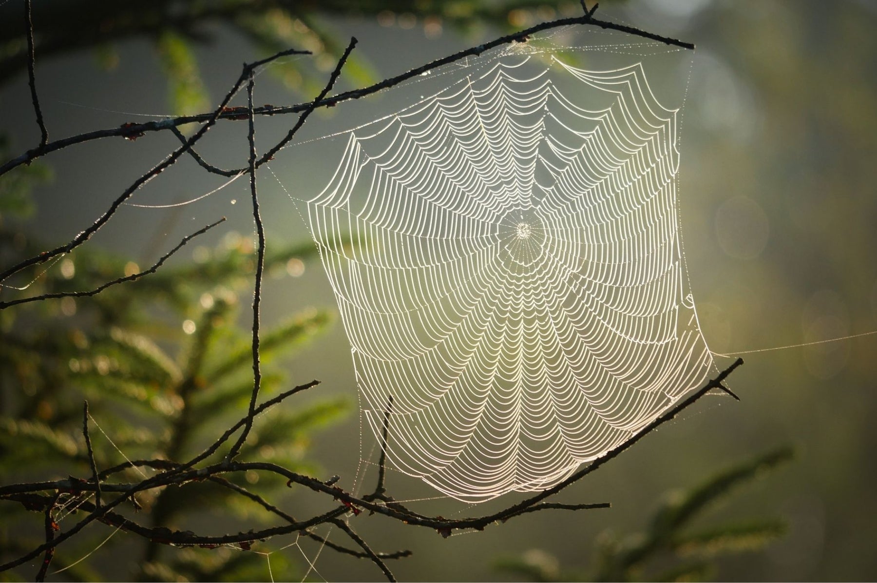 Spinnennetz in der Natur