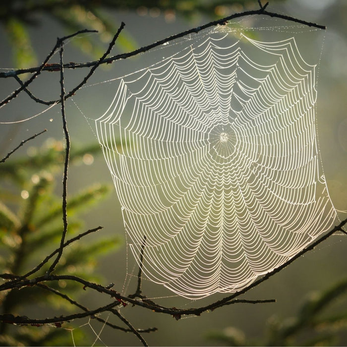 Spinnennetz in der Natur