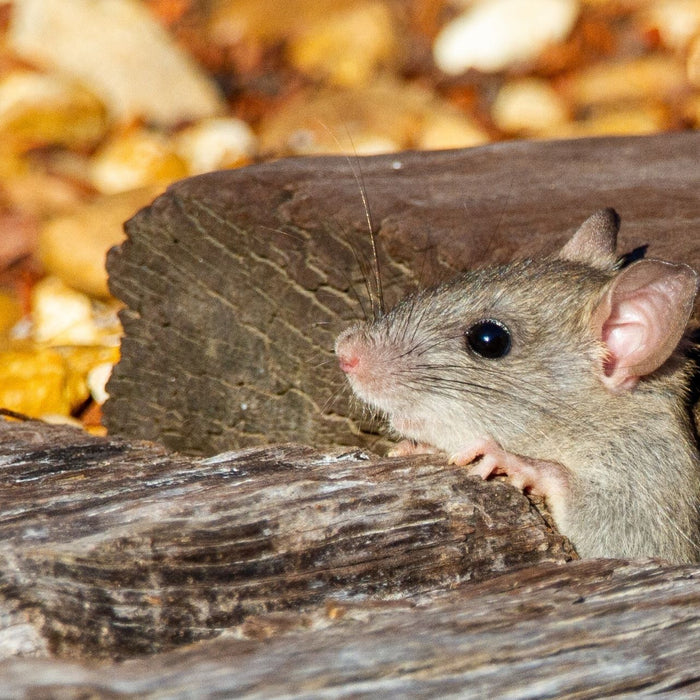 Maus im Unterholz