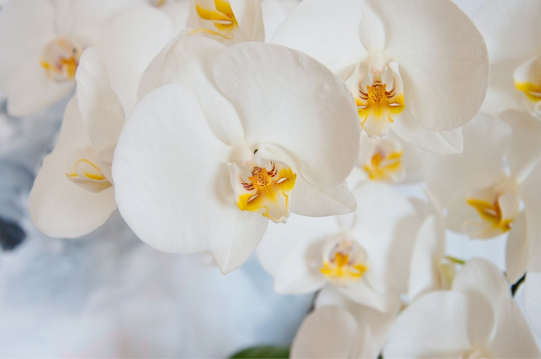 Orchideen ohne Wollläuse