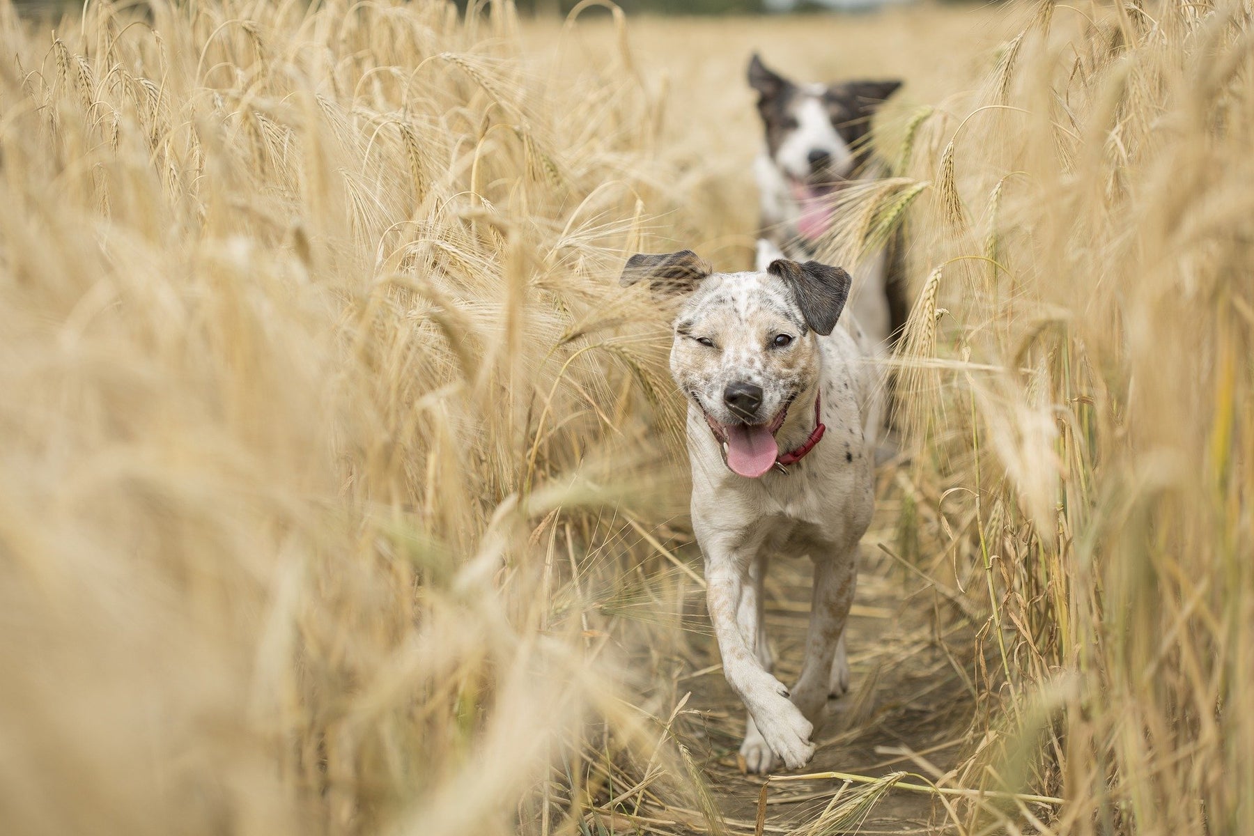 Zwei Hunde laufen durch ein Kornfeld