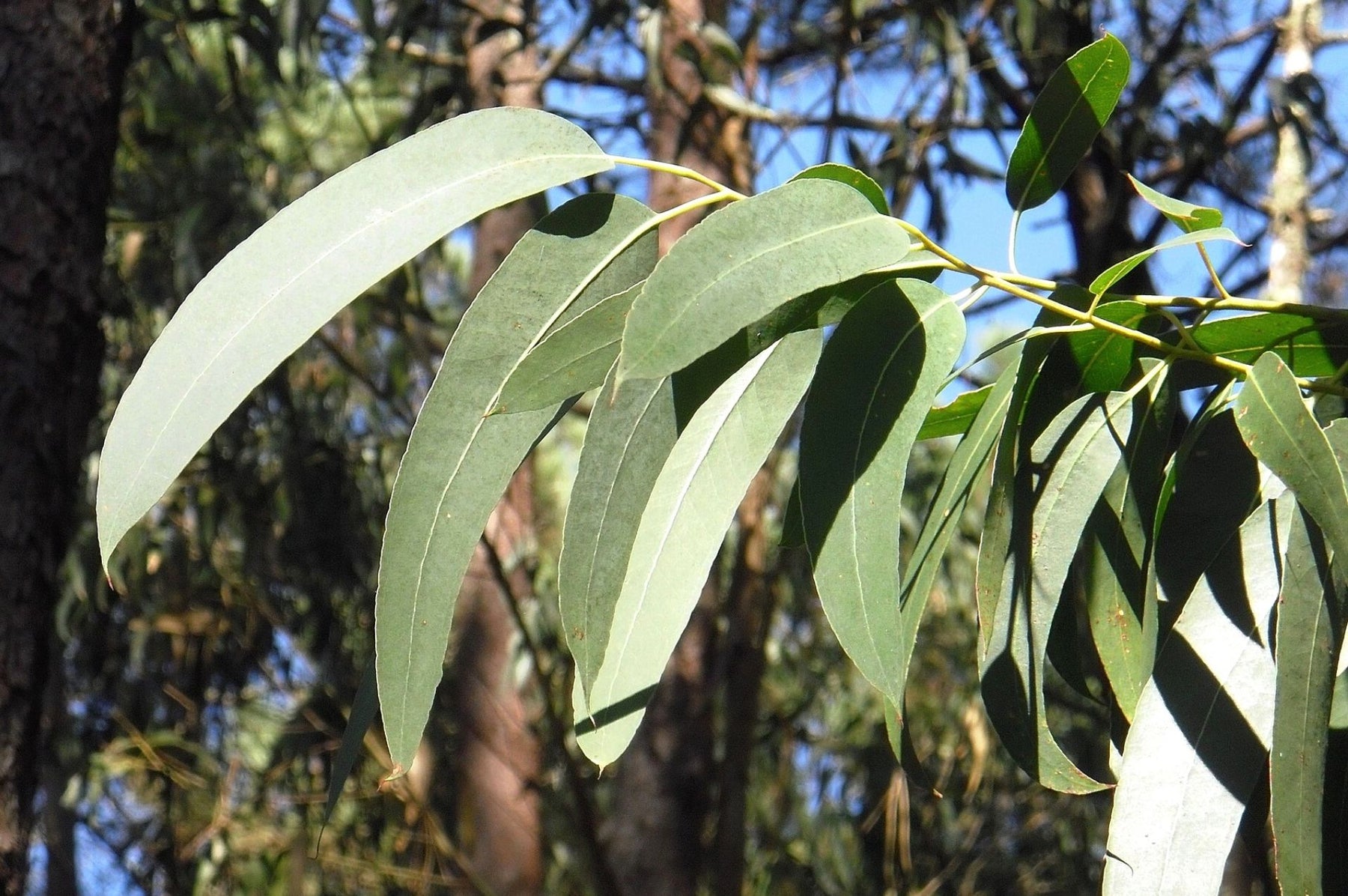 Zitronen-Eukalyptus - wohlriechender Schutz vor Insekten!
