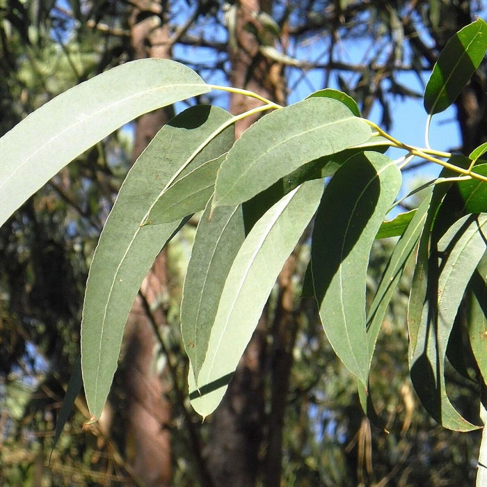 Zitronen-Eukalyptus - wohlriechender Schutz vor Insekten!