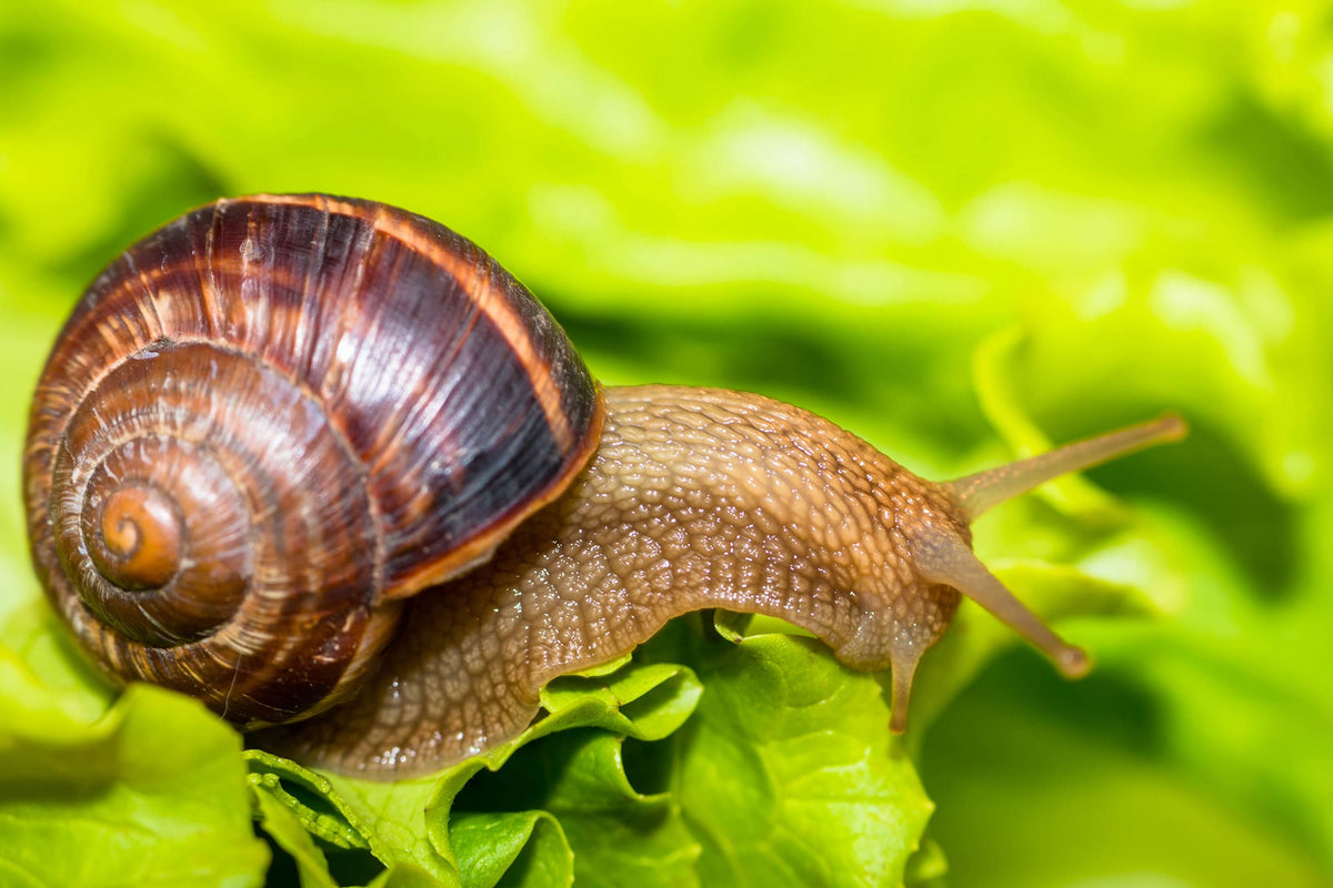 Snail [helix pomatia] eating and crawling on lettuce leaf