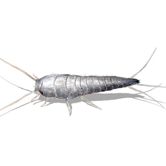 Silberfisch