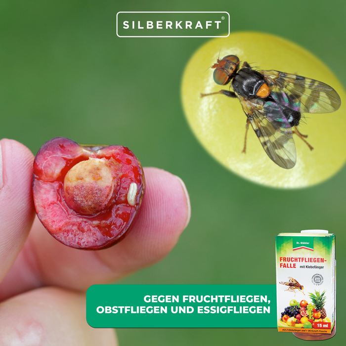 Fruchtfliegenfalle mit Klebefänger - Lockstoffwirkung