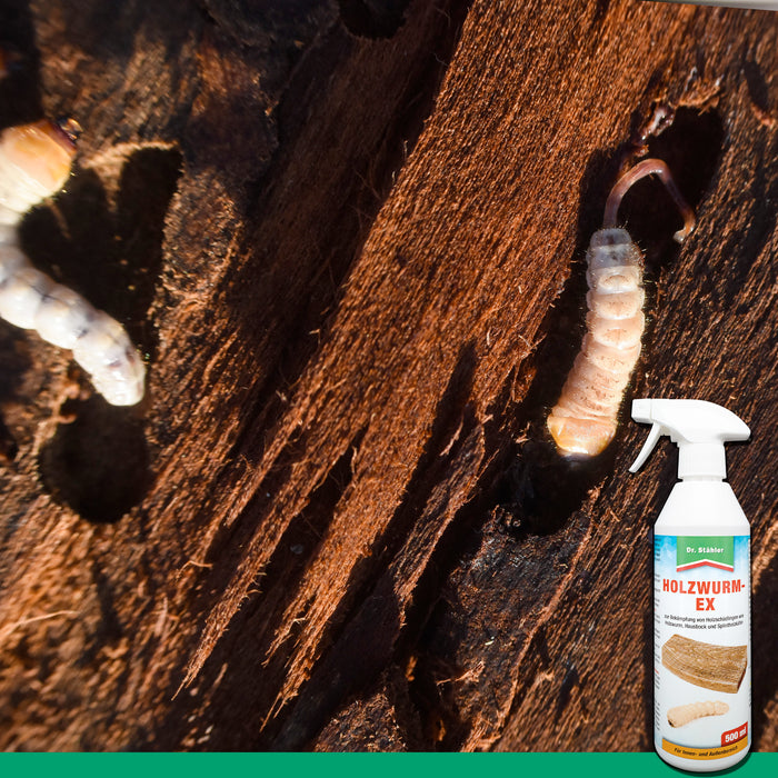 Effektives Holzwurm-Ex-Spray: Zuverlässiger Schutz vor Holzschädlingen wie dem Holzwurm, Hausbock und Splintholzkäfer
