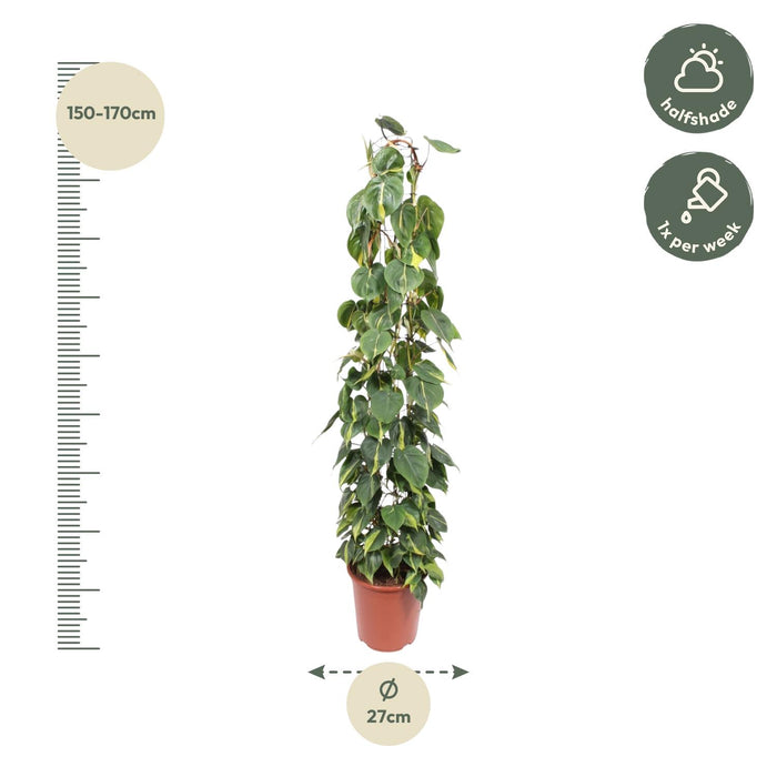Philodendron Scandens Brasil wire mesh rack - Ø27cm - ↕160cm - Exotische Schönheit im großen Format