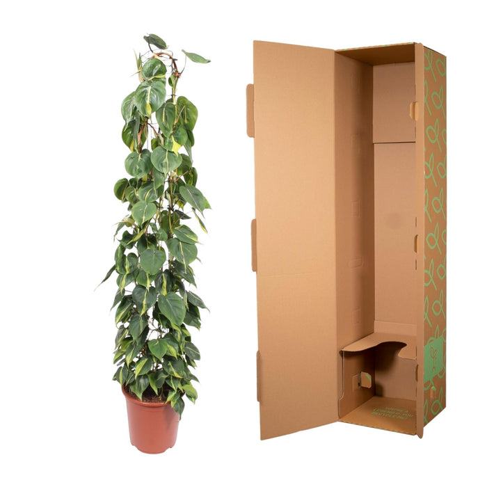 Philodendron Scandens Brasil wire mesh rack - Ø27cm - ↕160cm - Exotische Schönheit im großen Format