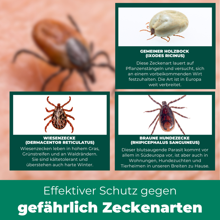 Pinzetta per zecche di alta qualità