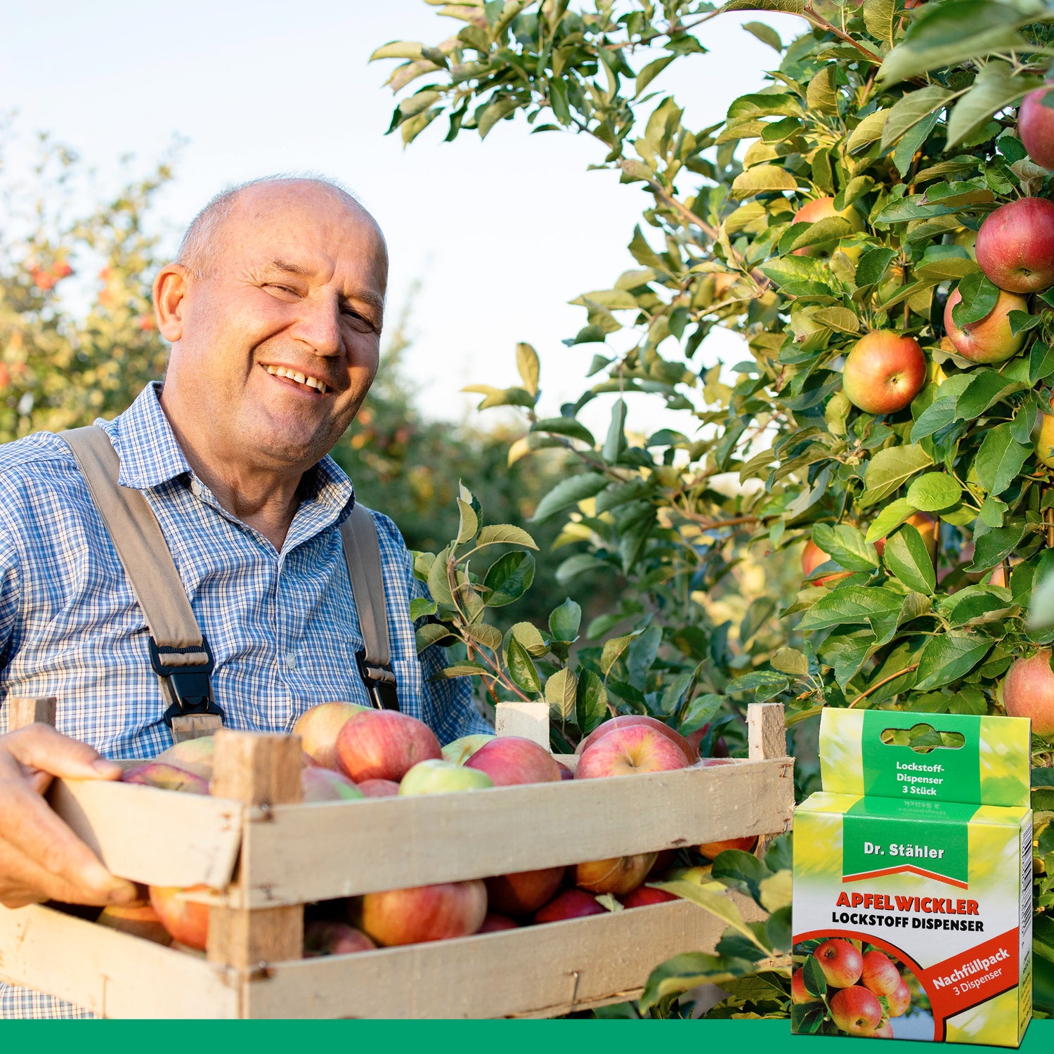 Confezione di ricarica dell'attrattivo ai feromoni della carpocapsa: protezione efficace per gli alberi da frutto